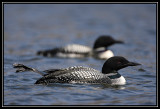 Common loons <div class=cr>©  Liz Stanley</div>