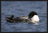 Common loon <div class=cr>©  Liz Stanley</div>