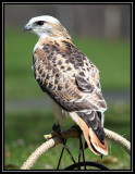 Red-tailed hawk (Krider's form)