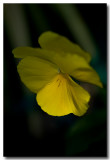 yellow pansy