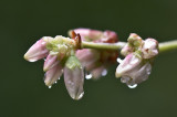 Winters Rain- the rain brings blushing new buds