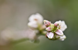 Winters Blush - new buds bringing the promise of Spring