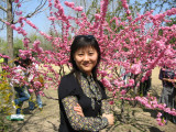 Ԩ̶cherry blossom9.JPG