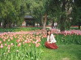 pinktulip.JPG