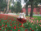 redtulipsea.JPG