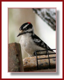 12/11 Woodpecker