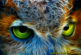 Owl Eyes.jpg