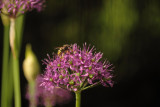 Wasp on Alium