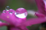 drops