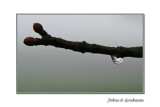 Allotment drop