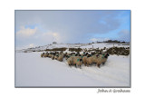 flocking sheep