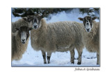 hey ewe