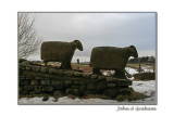 Stony faced sheep