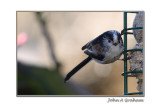 Long Tailed Tit