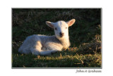 catching a few late rays