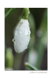 raindrops