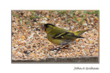 siskin