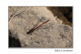 damsel fly