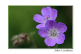 cranesbill