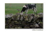 redshank on patrol