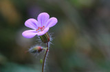 november in bloom.