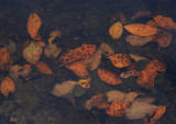 pond leaves