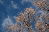 looking up