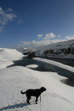 Holly in the snow
