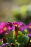 garden coming to life