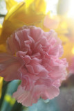 girlie flowers