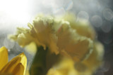 frilly