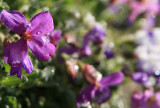 snow on aubretia