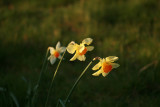 Graveyard daffs