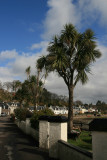 palm trees