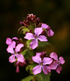 Honesty (lunaria annua)