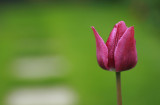 Tulip