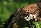 wild garlic