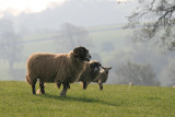 Whats she bleating on about?