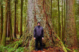 Big Tree
