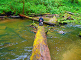 On The Log