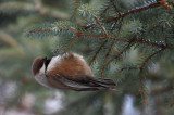 Boreal Chickadee 7902