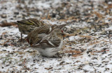 Hoary Redpoll 7745