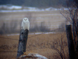 Snowy Owl (imm male)