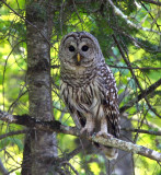 Barred Owl 2532