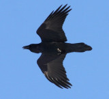 Common Raven 3787
