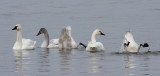 Tundra Swans 3696