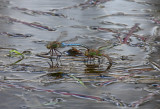 Common Green Darner (A. junius) - Pair