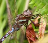Lance-tipped Darner (A. constricta) - Female