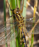 Lance-tipped Darner (A. constricta) - Female