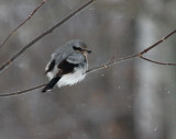 Northern Shrike 5176